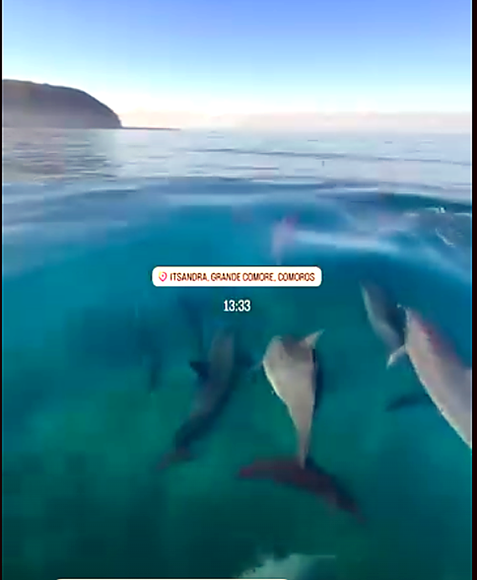 Dauphins au large de la plage d'Itsandra, Grande Comore